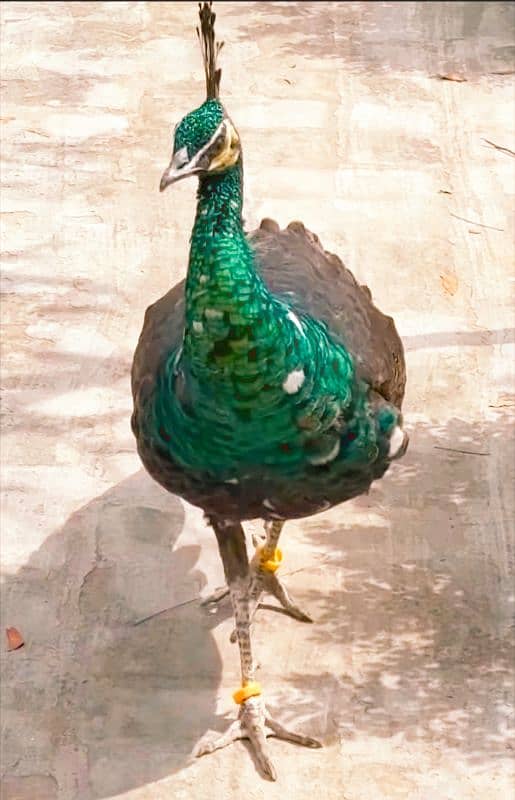 Green emerald peacock top quality breeder pair 1