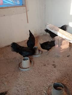 urgent Ayam cemani breader pair for sale price negotiable