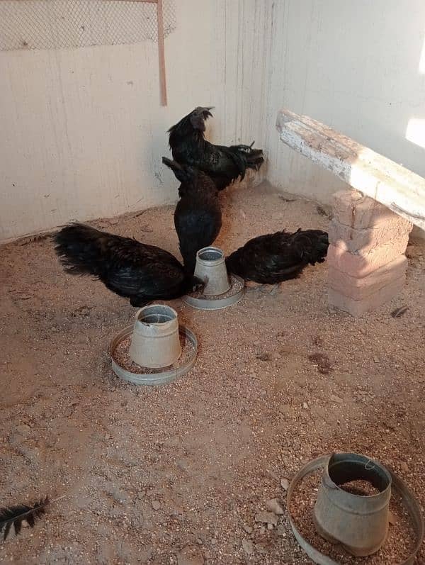 Ayam cemani breader pair for sale 1