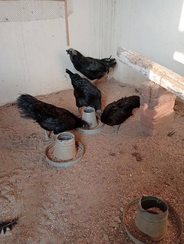 Ayam cemani breader pair for sale 2