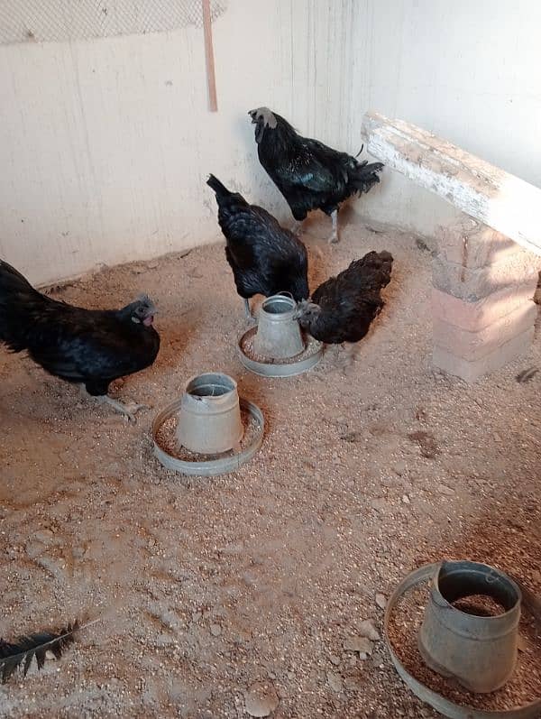 Ayam cemani breader pair for sale 3