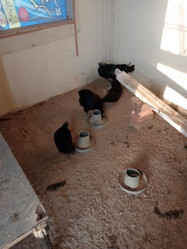 Ayam cemani breader pair for sale 4