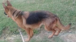 German shepherd female 0