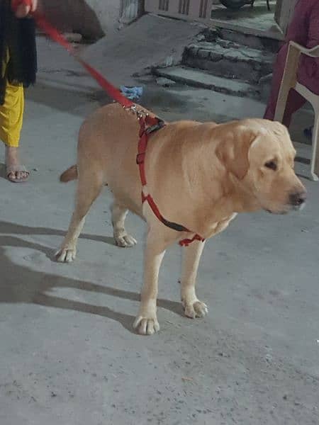 British labrador only for stud male fheavy bone structure 0