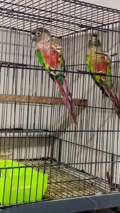 green conure yellow shoulder pair