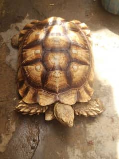 Big sulcata tortoise 0/3/1/7/2/5/7/4/7/2/1