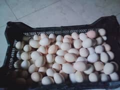 Desi eggs . . original desi