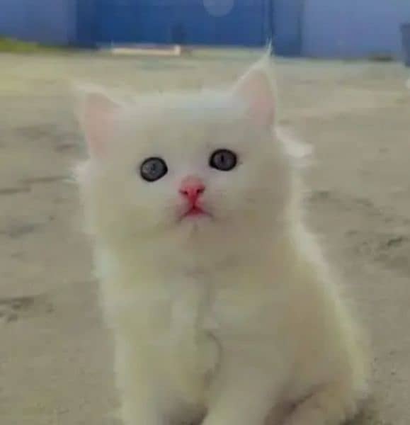 Persian Cat for sale my WhatsApp number 03238950275 0