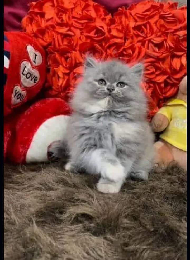 Persian kittens for sale 03287576736 call wahtasp 1