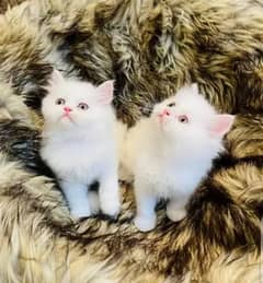 Persian cat for Sale