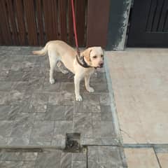 pure Labra dog for sale