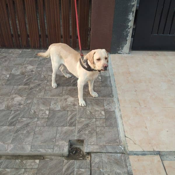 pure Labra dog for sale 1