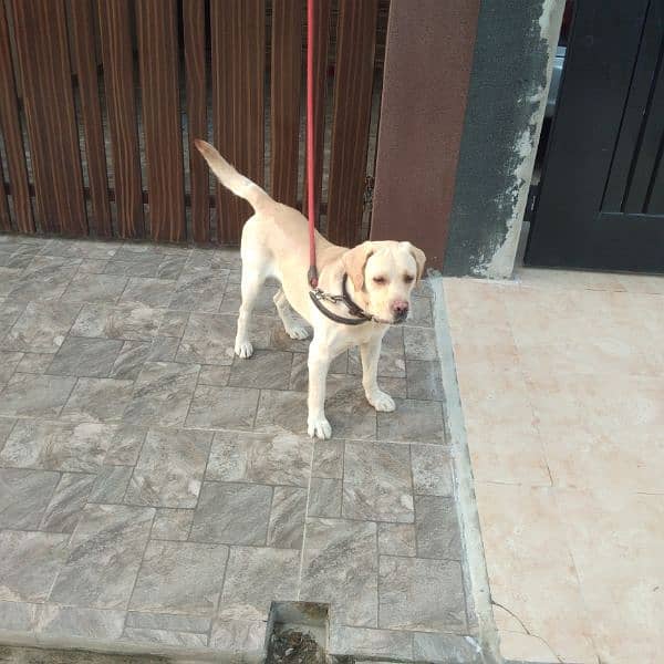 pure Labra dog for sale 2