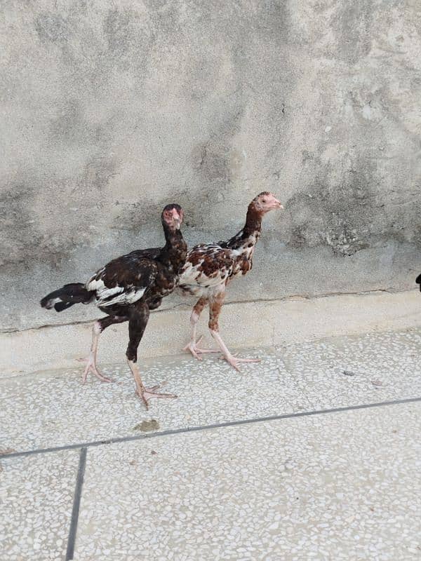 aseel male and female chicks 1