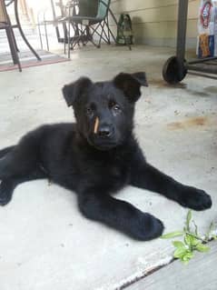 black German shepherd