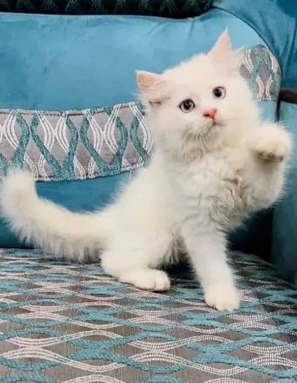 Persian cat for Sale 1