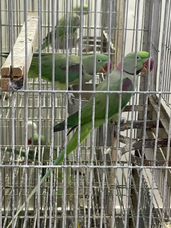 kashmiri phari breeding pair available 1