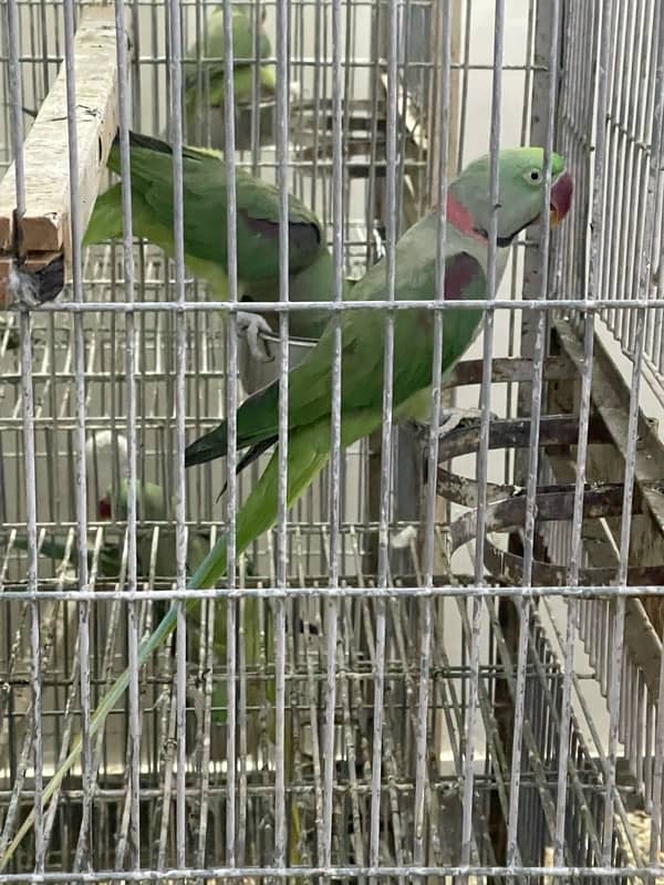 kashmiri phari breeding pair available 3