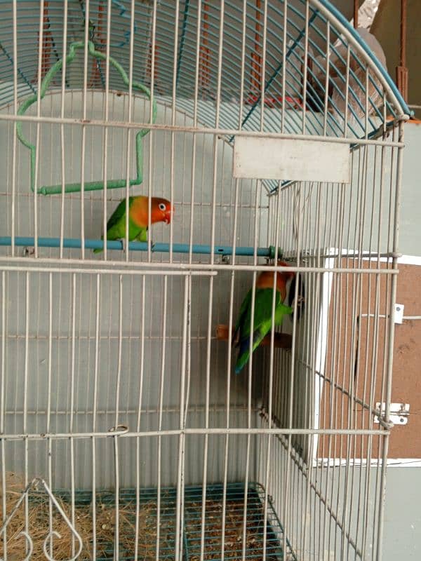 fisher love bird pair 2