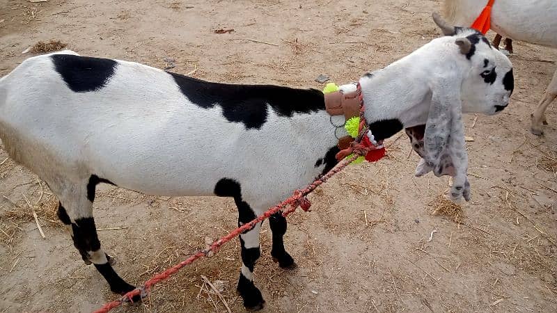 gabhan bakri betal 3 mahina ki confirm gabhan 3