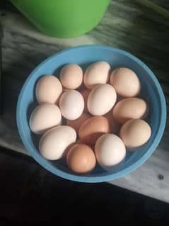 aseel eggs so feesad fertile