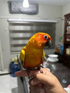 SUNCONURE