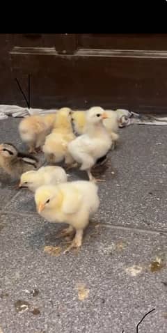 different breeds of fancy breeds chicks available for sale 0