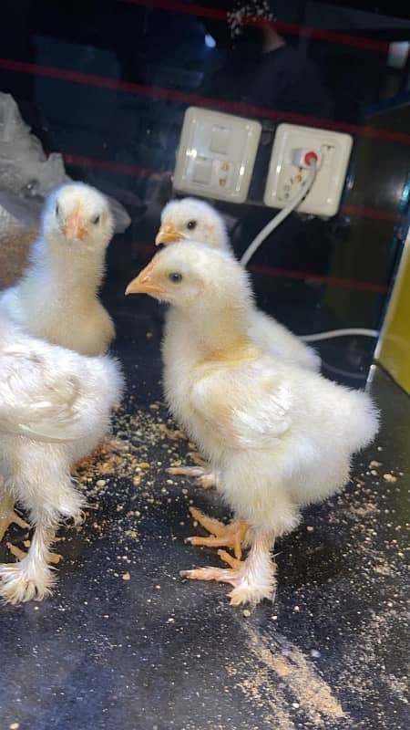 different breeds of fancy breeds chicks available for sale 1