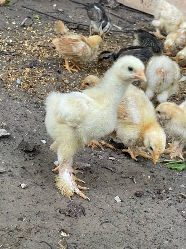 different breeds of fancy breeds chicks available for sale 2