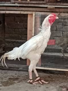 pure white Heera aseel eggs and chicks sale.