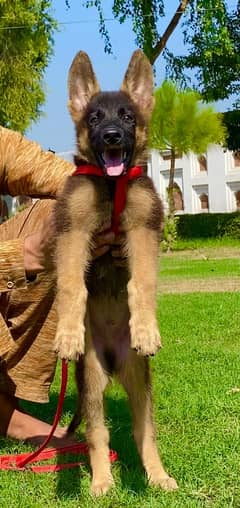 German shepherd double coat full security guard male pappy for sale 0