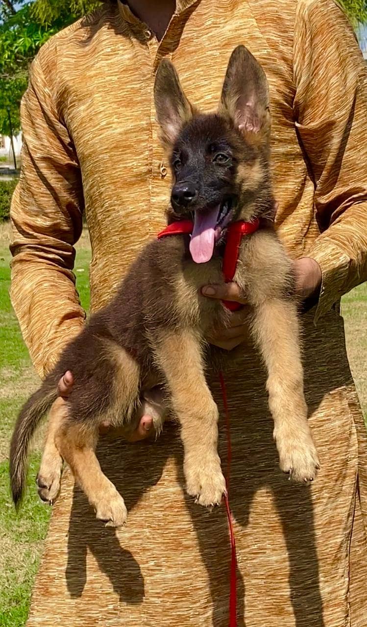 German shepherd double coat full security guard male pappy for sale 1