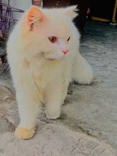 white male cat Pershion