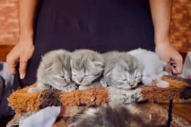 kittens