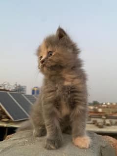 Persian triple coated kittens available