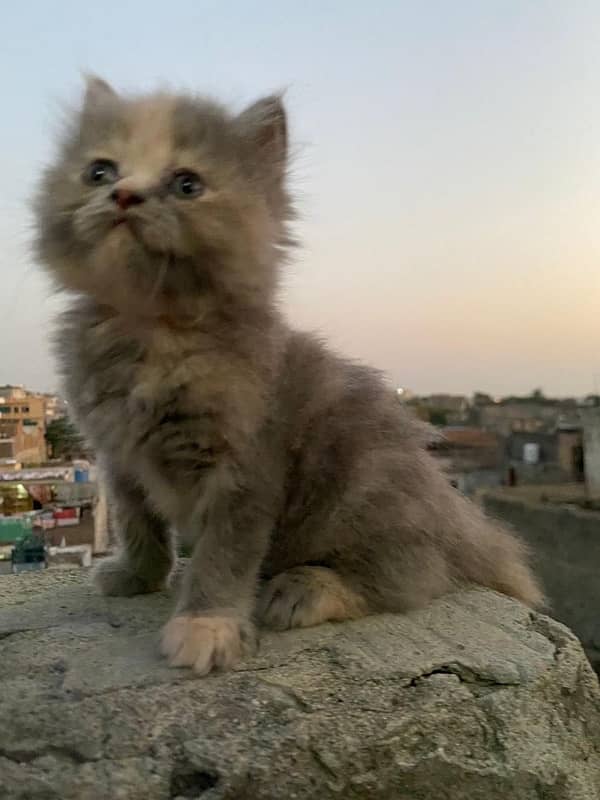 Persian triple coated kittens available 1