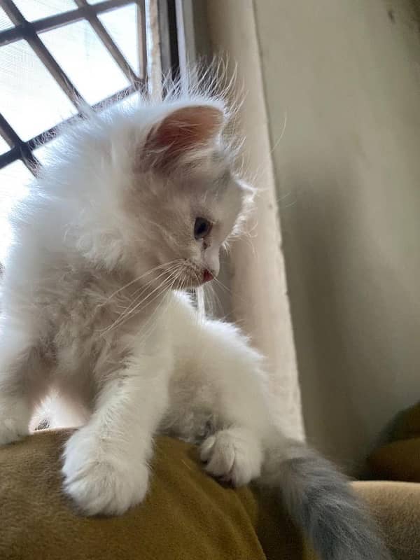 Persian triple coated kittens available 2