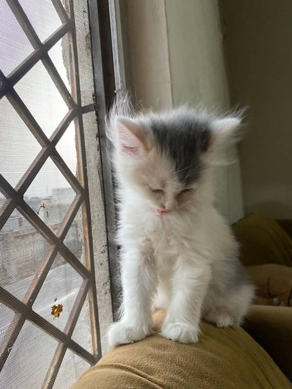 Persian triple coated kittens available 3