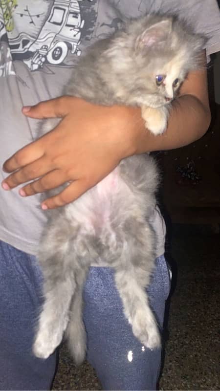 Persian triple coated kittens available 4