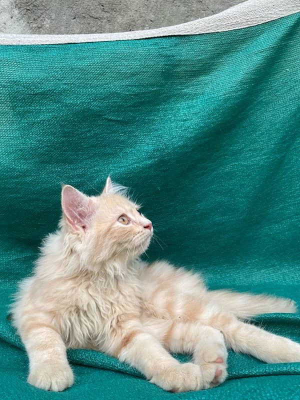 Persian triple coated kittens available 5