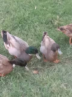 Khaki Ducks for sale