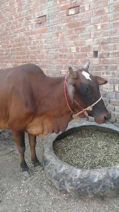 ساہیوال نسل کی گاے cow