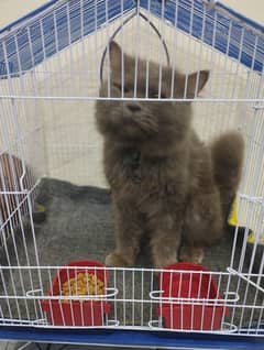 Persian cat for sale