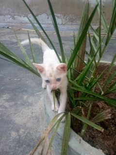 Russian cat Blue eyes 2 month ka hai