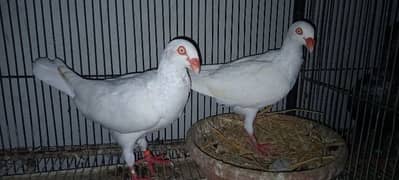 White And Black Danish Breeder Pair