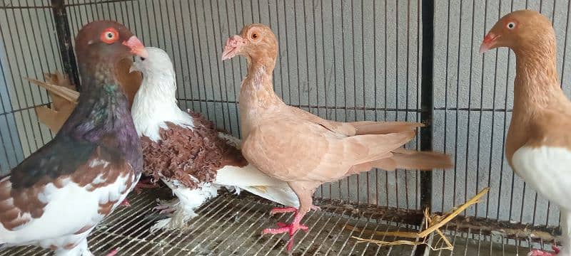 White And Black Danish Breeder Pair 1