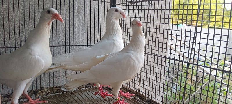 White And Black Danish Breeder Pair 2