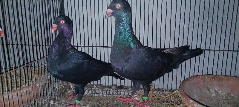 White And Black Danish Breeder Pair 3