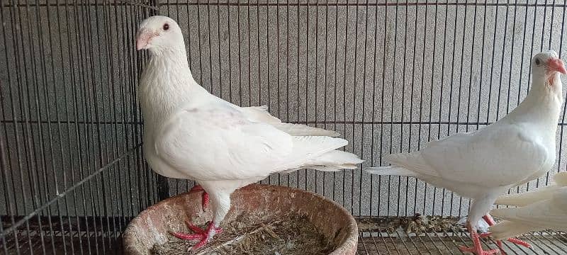 White And Black Danish Breeder Pair 4