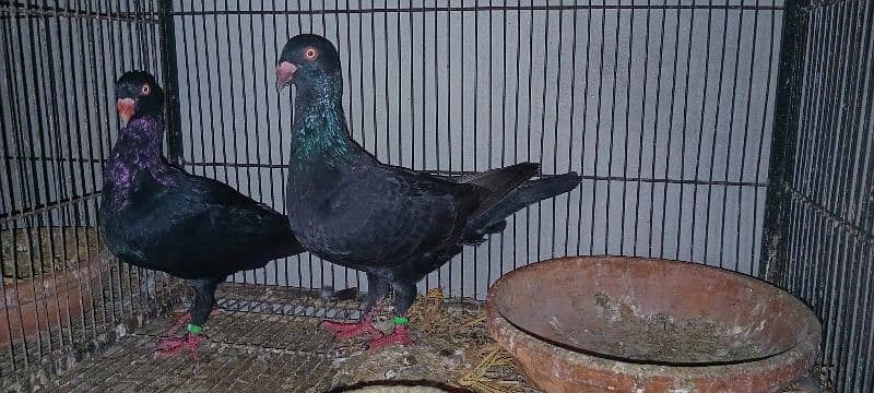 White And Black Danish Breeder Pair 5